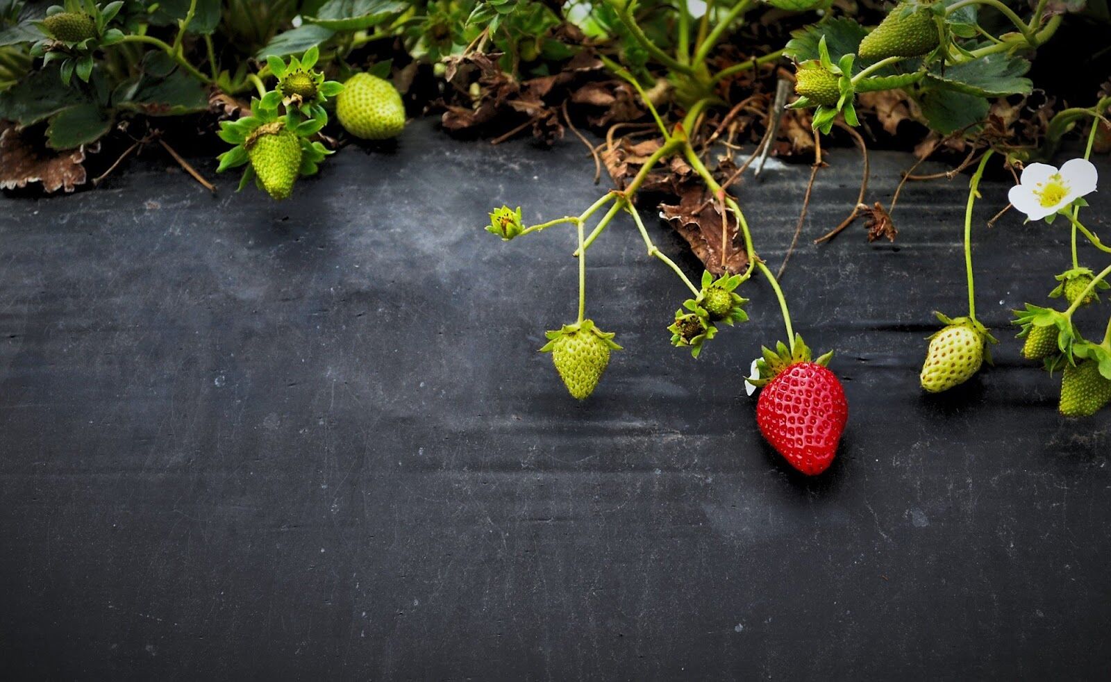 Strawberries thrive in someone's well-tended garden